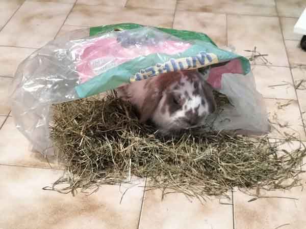 Ciao io sono Mirtillo